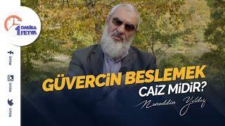 Güvercin beslemek caiz midir?  Birfetva-Nureddin Yıldız