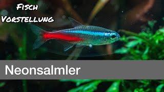 Neonsalmler - Paracheirodon innesi  Liquid Nature Fisch Vorstellung