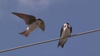 Swallows in Flight & in SLO MO Squabbling--NARRATED