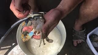 How to Clean  Cook Live Blue Crab