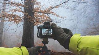 Foggy Woodland Photography with Telephoto Lens - Landscape Photography