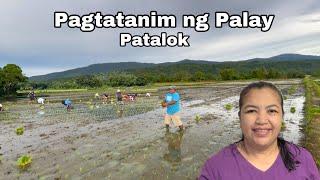 Pagtatanim ng Palay  Tumalok si Bossing + Nagluto ng Pansit para sa meryenda