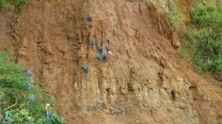 Macaws on Clay Lick