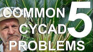 Five Common Cycad Problems Treatment and Recovery  - Sago Palm Cycas revoluta