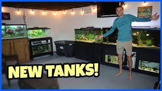 Adding FOUR AQUARIUMS To My FISH ROOM