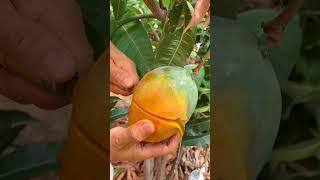 buah mangga yang menggiurkan  #buahbuahan #buahenak  #shorts