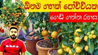 Easy Tips for Growing Plants in Containers  පෝච්චියක ගෙඩි ගන්න රහස