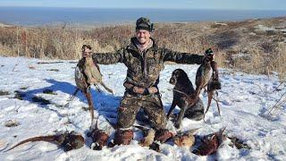 ТРУДОВАЯ ОХОТА НА ФАЗАНА ОХОТА В ГОРАХ Охота на фазан 2022. Pheasant hunting 2022 Охота с дратхаар