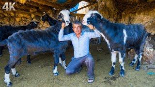 Great Honamli Goats - Hajjis Goat Herd  Documentary-4K