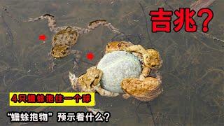 男子發現4只蟾蜍抱住一個球，“蟾蜍抱物”預示什么？真是吉兆？