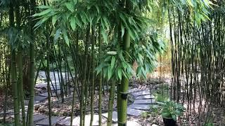 Phyllostachys praecox Bambus