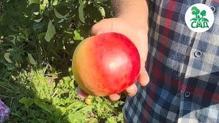 Осенний сорт яблони ЖИГУЛЕВСКОЕ. Крупные нарядные плоды приятного вкуса.
