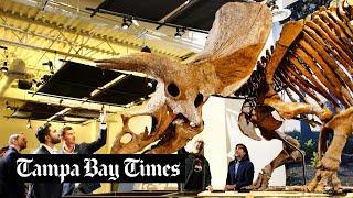 Big John world’s largest triceratops finds home at Glazer Children’s Museum