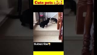 Cute pets Cat and Dog on tik-tok #shorts #tiktok #hewan #imut #animals #youtube