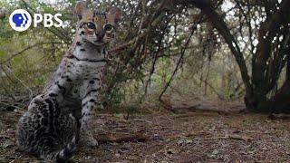 Ocelot Moms... Theyre Just Like Us