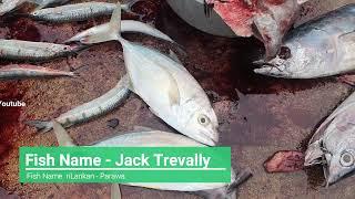 Jack Trevally Fish Cutting  Fish Cutting  Traditional FISH cutting by Sri Lankan man