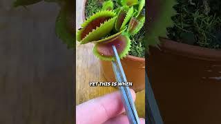Cutting a Venus Flytrap