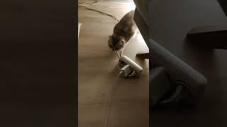 Kedi Videoları - Cat Videos - Yuki Kaç Tane Şarj Kablosunu Kemirdi Sayamadım  Canı Sağolsun.