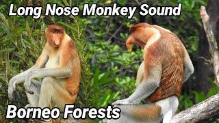 Suara bekantan di alam liar  Proboscis monkey sound in nature