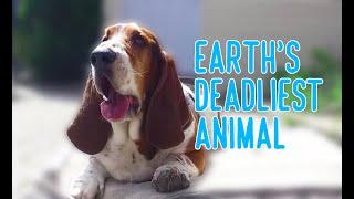 earths deadliest animal basset hound