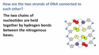 DNA Structure and Functions