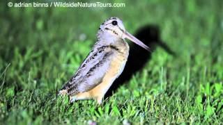 American Woodcock peenting