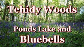 Tehidy Woods Ponds Lake and Bluebells. Cornwall