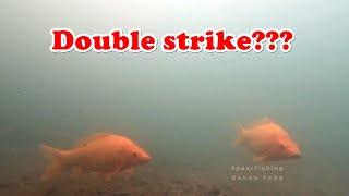 Sepasang ikan mas tiba tiba muncul. double strike???  Spearfishing Danau Toba