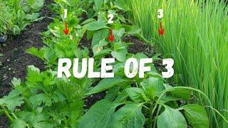 COMPANION PLANTING Made SIMPLE with The Rule of 3