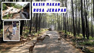 The GRAND TAMAN SAFARI PRIGEN 2024  Safari Adventure bisa kasih Makan JERAPAH 