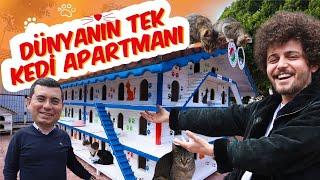 KEDİ APARTMANI YAPTIK  3 KATLI 64 ODALI 