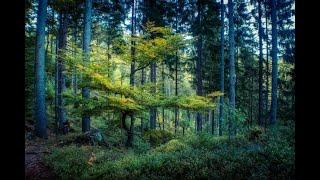 Herbstfarben -  #herbst #naturephotography #landscapephotography #wald #autumn colours