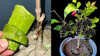 How To Graft A Jamun Plant With Aloevera Gel