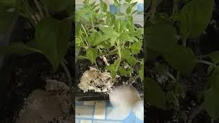 Эффективная Подкормка для Перца и Комнатных  растений содержит Азот Фосфор Калий