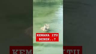 BEBEK HAMPIR DIMAKAN MACAN...