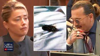 Amber Heard Blames Dogs For Pooping on Johnny Depps Bed During Her Testimony