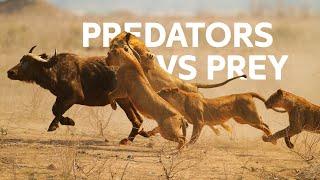 Lions Vs Buffalo Apex Predators Hunt Buffalo For Survival  Wildlife Documentary