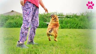 Чудом выжившая собака - беременна и прыгает  Удивительная история Английского Бульдога Ляли.