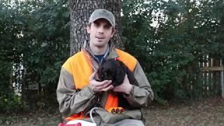 Boykin Spaniel Training 001 Introducing your Puppy