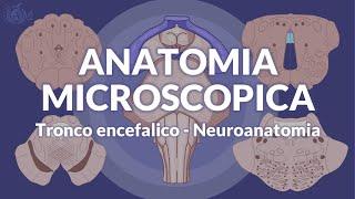 TRONCO ENCEFALICO - Anatomia microscopica - Neuroanatomia