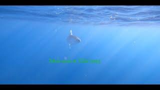 Freediving with Mola mola in Eilat