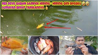 Mancing Liar • Mancing RED DEVIL di Danau Cibarusah Cikarang • Spot Mancing Liar • Ikan Louhan Liar