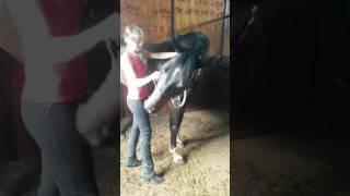 Horse Massage #3.5