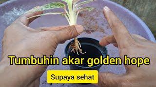 Recovery aglaonema golden hope supaya tambah sehat dan subur#tanamanhias #aglaonema #plants