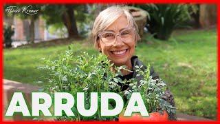 Planta Arruda Como Cuidar   Flávia Kremer