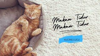 Makan Tidur Makan Tidur #kucinglucu #kucinggendut #mainecoon #kucing funny animals