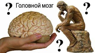 Мозг сложные вопросы рассказывают Александр Каплан и Александр Жданов