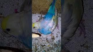 budgie egg hatching video #birds #babybird #birdwatching #birdvideo #budgie #parrot #cute #funny