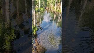 Sungai Super BENING COCOK utk Renang di DESA di Bali So Peaceful n indah #mahagangga #river