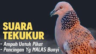 Suara Pikat Tekukur Gacor Menekan Lawan Memaksa Tekukur Lain Untuk Datang